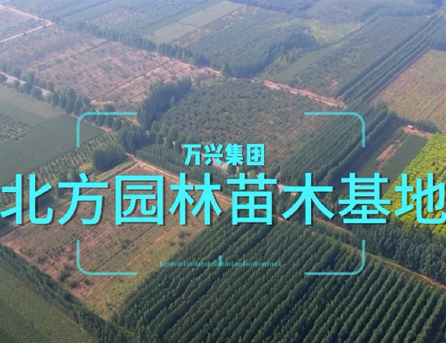 15VIP太阳集团苗木