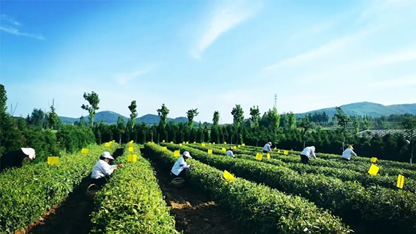 15vip太阳集团(中国)品牌公司-Official website