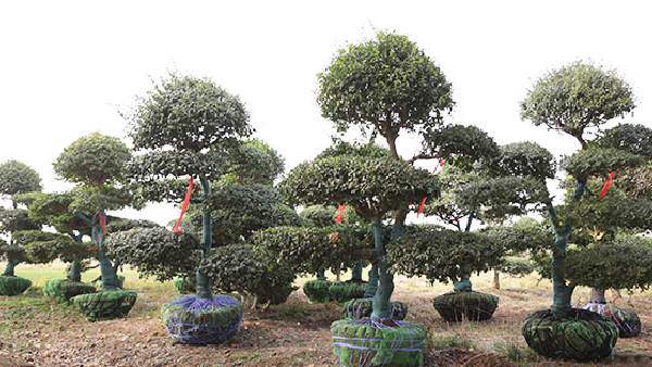 15vip太阳集团(中国)品牌公司-Official website